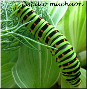 Papilio machaon