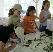 Preparando os r&oacute;tulos das &aacute;rbores