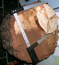 Para medir os troncos