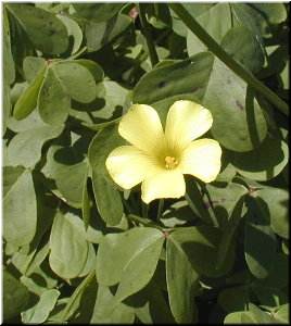 Oxalis pes_caprae