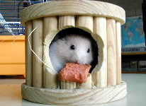 Bess  na s&uacute;a casa