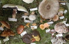 Exposici&oacute;n de cogomelos