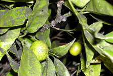 Froitos no mandarino