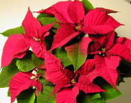 Poinsettia