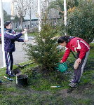 Recuperando &aacute;rbores de Nadal