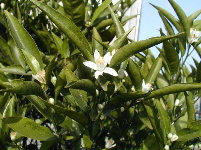 Flores no mandarino recuperado