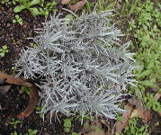 Lavanda no xard&iacute;n