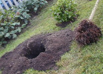 Preparativos para a plantaci&oacute;n da moreira