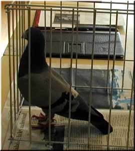 Unha pomba mensaxeira