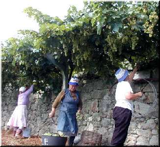 botando os acios no cesto