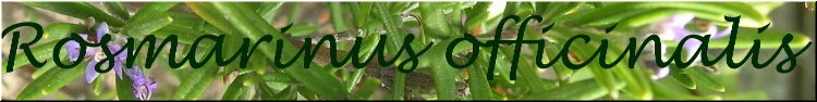 Rosmarinus officinalis