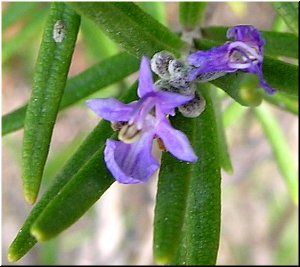 M&aacute;is de preto