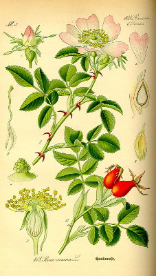 Rosa Canina