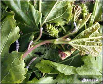 Vermes dez d&iacute;as despois do nacemento