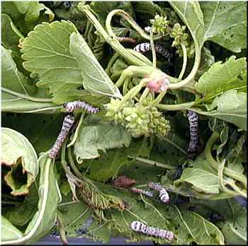 Vermes &oacute;s dez d&iacute;as