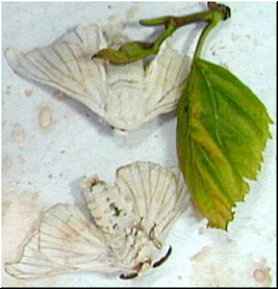 Bolboretas de Bombyx