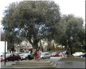 Mirade nas ramas baixas