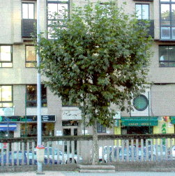 Un dos pl&aacute;tanos do Colexio