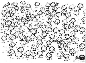 Xogo das &aacute;rbores