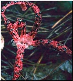 Clathrus archeri