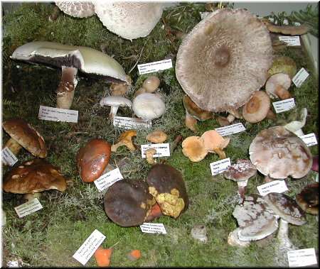 Mostra de cogomelos