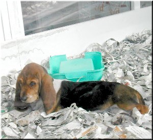 Cadeli&ntilde;o no escaparate