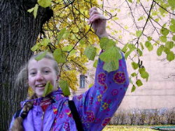 Linda show as the leaves