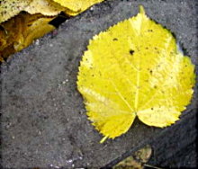 A leaf of linden