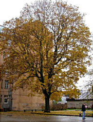 Colourful linden in Riga