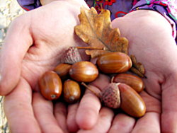 Acorns