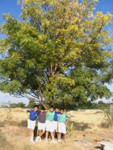 Neem tree