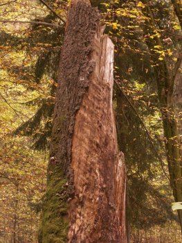 An old tree