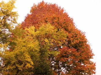 autumn leaves