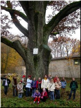 One of the biggest oaks