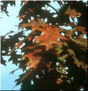 Fall leaves changing colour