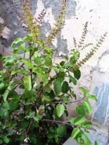 Tulsi 