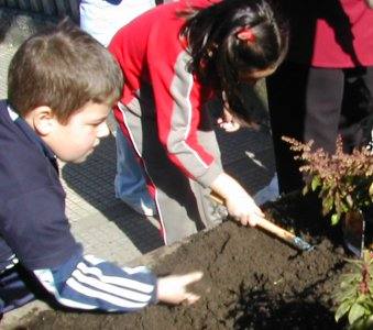 Preparando a terra arredor da planta