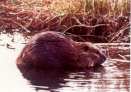 Beaver