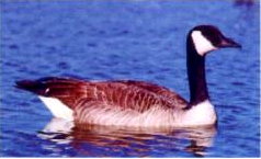 Goose