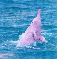 Dolphin