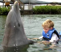 Dolphins