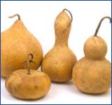 Gourds