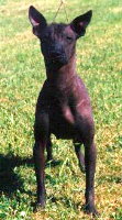 Xolo