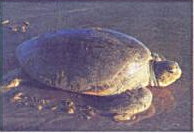 Sea turtle
