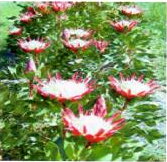 Protea