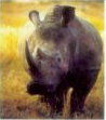 Rhinoceros