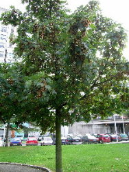 Pradairo no Parque Europa