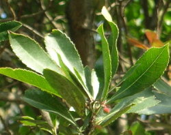 Follas do &eacute;rvedo