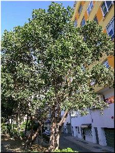 &Eacute;rvedo da Cubela