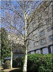 Bidueiros no inverno